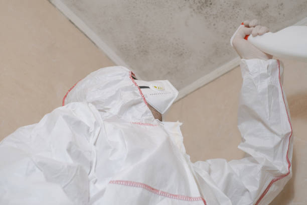 Best Basement Mold Remediation in Lansdowne, PA