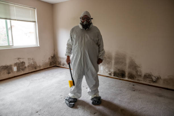 Best Black Mold Remediation in Lansdowne, PA