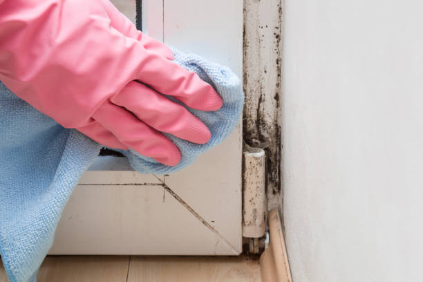 Professional Mold Remediation in Lansdowne, PA